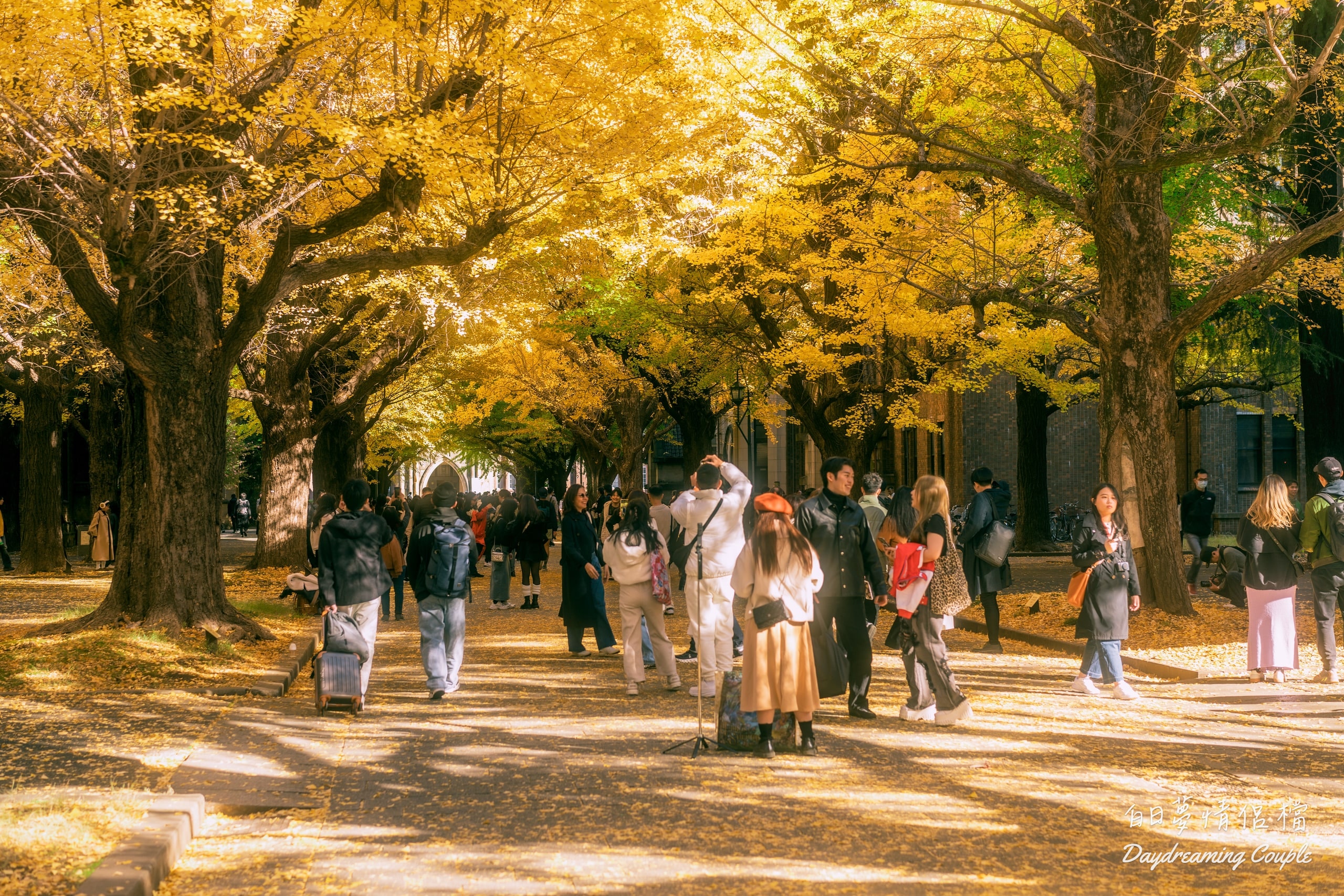 走進日本最高學府的金色殿堂！東京大學銀杏：兼具書卷氣與史詩感的秋日攝影之旅