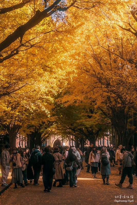 走進日本最高學府的金色殿堂！東京大學銀杏：兼具書卷氣與史詩感的秋日攝影之旅