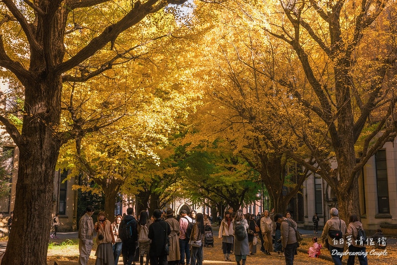 走進日本最高學府的金色殿堂！東京大學銀杏：兼具書卷氣與史詩感的秋日攝影之旅