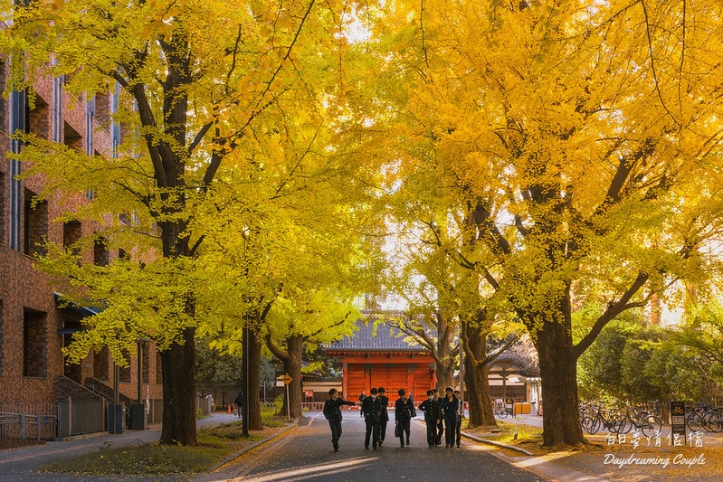 走進日本最高學府的金色殿堂！東京大學銀杏：兼具書卷氣與史詩感的秋日攝影之旅