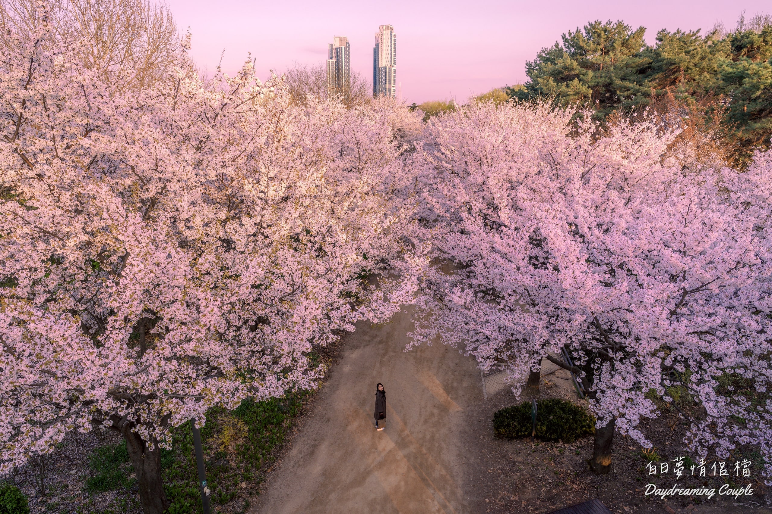 【首爾賞櫻】首爾林公園攻略：漫步櫻花隧道、必拍夢幻場景